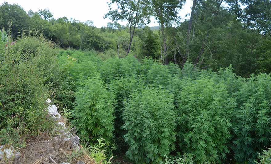 plantaza marihuane cg2.jpg